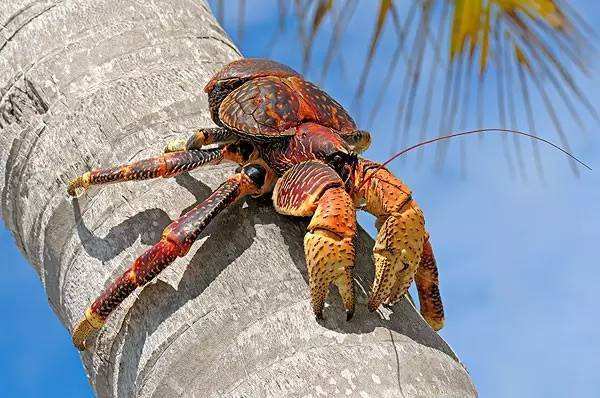 世界上最大的陆生蟹类，看着别流口水_椰子技点网