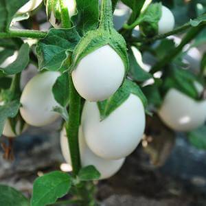 eggplant（鸡蛋植物），猜猜这个单词指的是什么蔬菜_eggplant-其他人物相关_英语-印欧语系 日耳曼语族_汉朝_技点网